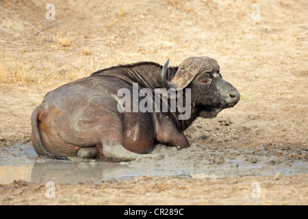 African or Cape buffalo bull (Syncerus caffer) taking a mud bath, South Africa Stock Photo