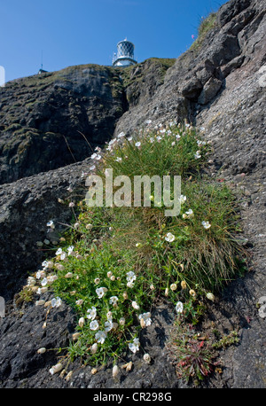 Sea Campion on the cliffs below Blackhead lighthouse. Stock Photo