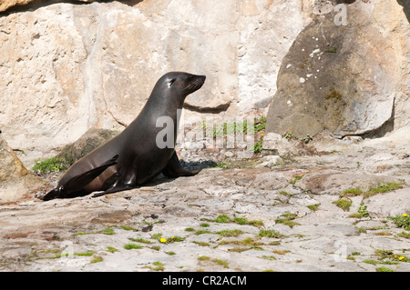 Sea cat at the Berlin Zoological Garden Stock Photo