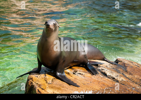 Sea cat at the Berlin Zoological Garden Stock Photo