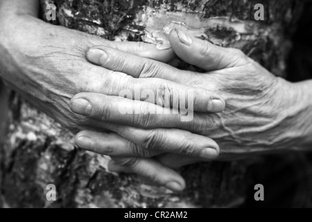 Hands of the elderly woman embracing a birch Stock Photo