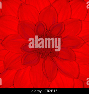 Red Dahlia flower close up Stock Photo