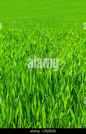 seamless grass pattern, can be tiled along the sides without leaving trace of the seam Stock Photo