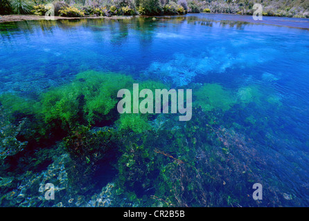 Te Waikoropupu Springs (Pupu), near Takaka, New Zealand Stock Photo