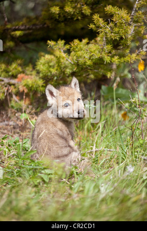 Timber Wolf cub Stock Photo