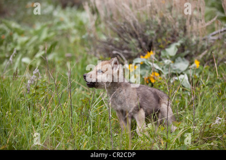 Timber Wolf Cub Stock Photo