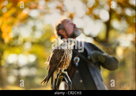 The falconer showing out falcon Stock Photo