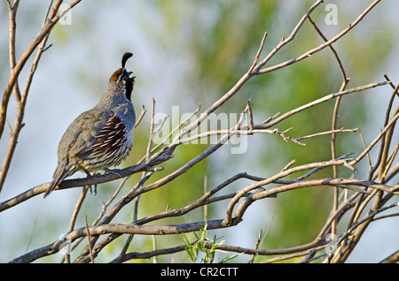 Calling male Gambel's Quail, (Callipepla gambelii), Bosque del Apache National Wildlife Refuge, Socorro county, New Mexico, USA. Stock Photo