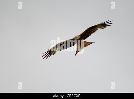 wild Red Kite in free flight Stock Photo