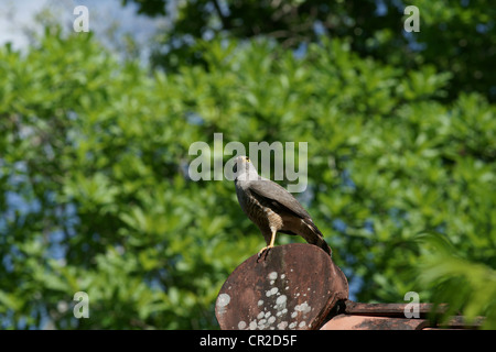 Roadside Hawk (Buteo Magnirostris) hunting from a perch. A large grasshopper is his prey and doesn't stand a chance. He'll be hungry again its a snack Stock Photo