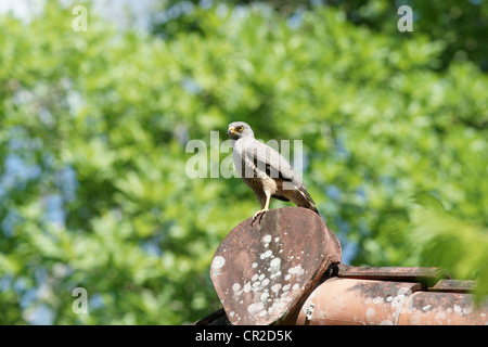 Roadside Hawk (Buteo Magnirostris) hunting from a perch. A large grasshopper is his prey and doesn't stand a chance. He'll be hungry again its a snack Stock Photo