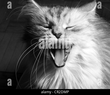 Yawning cat. Illustration for magazine about animals Stock Photo