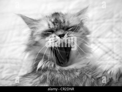 Cat yawning but can appear to be smiling  Stock Photo