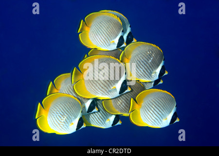 School of Eye-Patch, Panda, or Philippine butterflyfish, Chaetodon adiergastos, swimming against a deep blue water background. Stock Photo