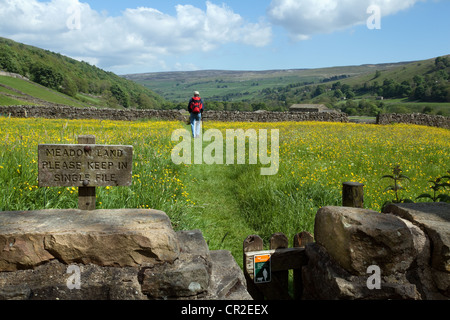 North Yorkshire Dales Meadows; Wooden signs, dry stone walls, walkers & ramblers in pasture farmland, Gunnerside, National Park, Richmondshire, UK Stock Photo