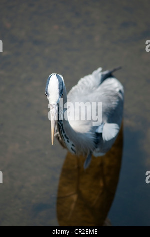 Grey Heron standing in the river Thames at Richmond in south west London Stock Photo