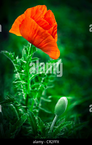 Poppy flower. Big decorative poppy growth in garden Stock Photo