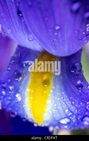 Iris xiphium, commonly known as the Spanish Iris Stock Photo