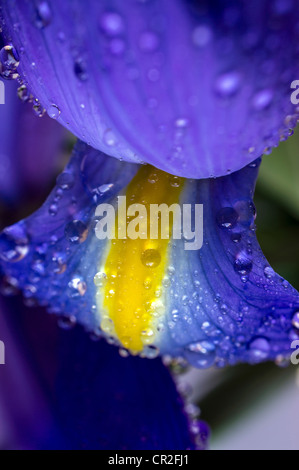 Iris xiphium, commonly known as the Spanish Iris Stock Photo