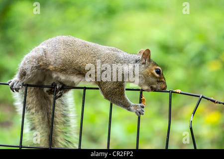 Dead grey squirrel caught in trap in domestic dwelling loft / attic Stock  Photo - Alamy