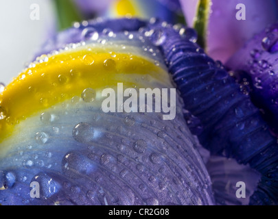 Iris xiphium, commonly known as the Spanish Iris Stock Photo