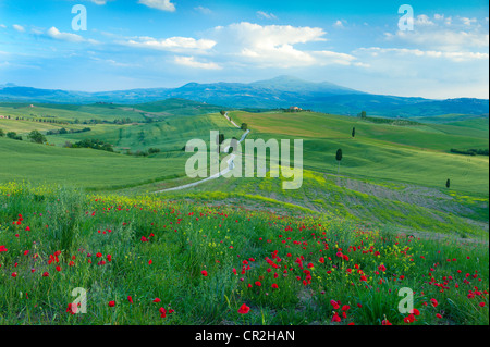 A delighful track running through the hills of Pienza, Tuscany, Italy, with a field of poppies in the foreground. Stock Photo