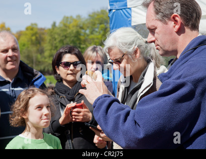 BTO qualified ringer holding up a Greenfinch during a bird ringing demonstration at the Scottish Birdwatching Fair Stock Photo