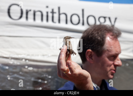 BTO qualified ringer holding up a Treecreeper during a bird ringing demonstration at the Scottish Birdwatching Fair Stock Photo