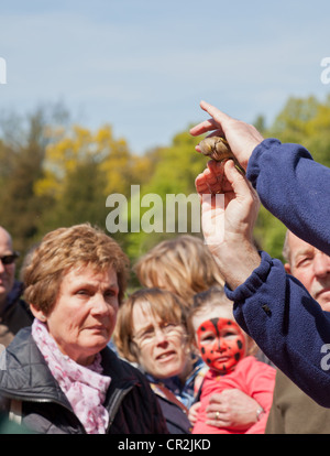 BTO qualified ringer holding up a Greenfinch, during a bird ringing demonstration at the Scottish Birdwatching Fair Stock Photo