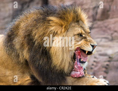 Meat eating male Lion. Stock Photo