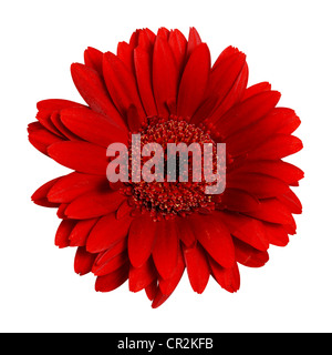 Closeup studio photo of a dark red Gerbera Daisy isolated against a pure white background. Stock Photo