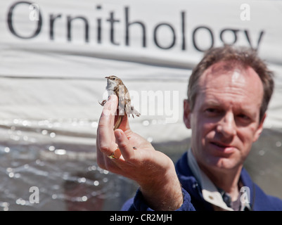 BTO qualified ringer holding up a Treecreeper during a bird ringing demonstration at the Scottish Birdwatching Fair Stock Photo