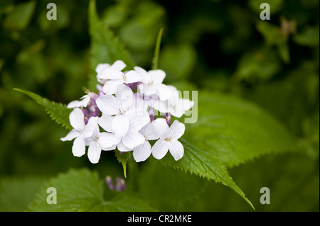 Perennial Honesty, Lunaria rediviva in flower Stock Photo