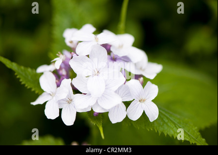 Perennial Honesty, Lunaria rediviva in flower Stock Photo