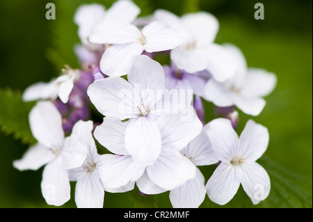 Perennial Honesty, Lunaria rediviva in flower Stock Photo