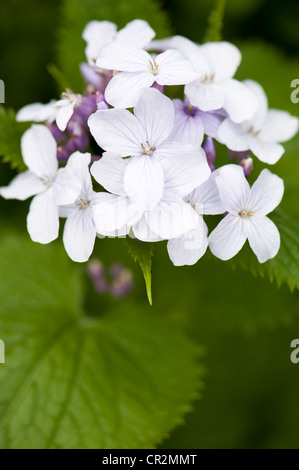 Perennial Honesty, Lunaria rediviva in flower Stock Photo