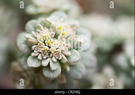 Sedum spathulifolium ‘Cappa Blanca’ or ‘Cape Blanco’, Spoon-Leaved Stonecrop Stock Photo