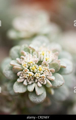 Sedum spathulifolium ‘Cappa Blanca’ or ‘Cape Blanco’, Spoon-Leaved Stonecrop Stock Photo