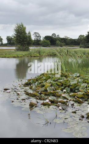 Hatchet pond, near Beaulieu, Hampshire, is the largest body of water in the New Forest. Stock Photo