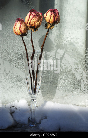 three red dry roses on window in winter Stock Photo