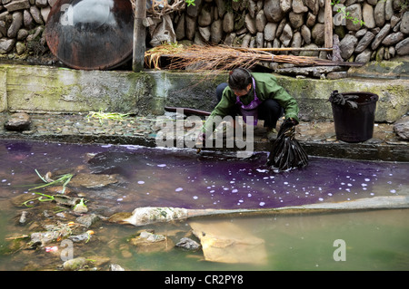 A woman rinsing indigo dyed clothes in a stream, Zhaoxing Dong Village, Southern China Stock Photo