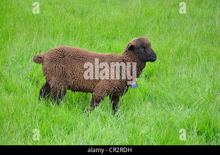 A brown woolly sheep in a green field. UK Stock Photo - Alamy