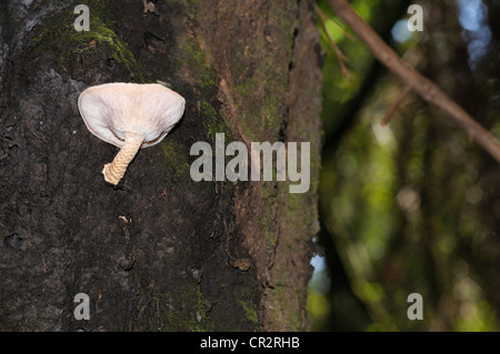 Parasitic fungus on side of living tree, Costa Rica Stock Photo