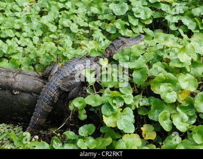 Juvenile spectacled caiman, Caiman crocodilus, tortuguero National Park, Costa Rica Stock Photo