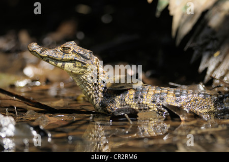 Juvenile spectacled caiman, Caiman crocodilus, Tortuguero National Park, Costa Rica Stock Photo