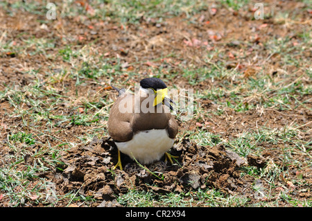 Yellow-Wattled Lapwing ( Vanellus malabaricus ) Stock Photo