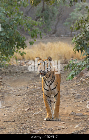 Wild Tiger (Panthera tigris) in his natural dry deciduous habitat in Ranthambore Tiger Reserve, Ranthambore National Park Stock Photo