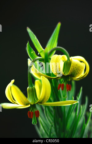 Pyrenean lily in bloom. Dorset, UK May 2010 Stock Photo
