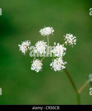 PARSLEY WATER-DROPWORT Oenanthe lachenalii (Apiaceae) Stock Photo