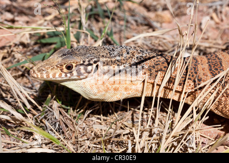 Sand goanna (Varanus gouldii), Northern Territory, Australia Stock Photo